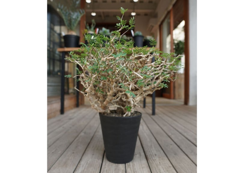 センナ メリディオナリス Senna meridionalis No.3 | mana's f