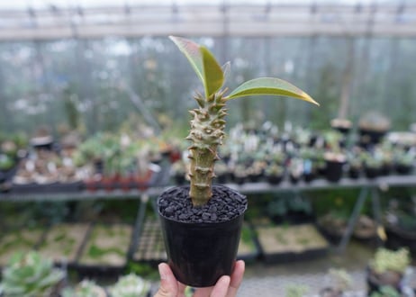 パキポディウム　バロニー　Pachypodium baronii  No.2