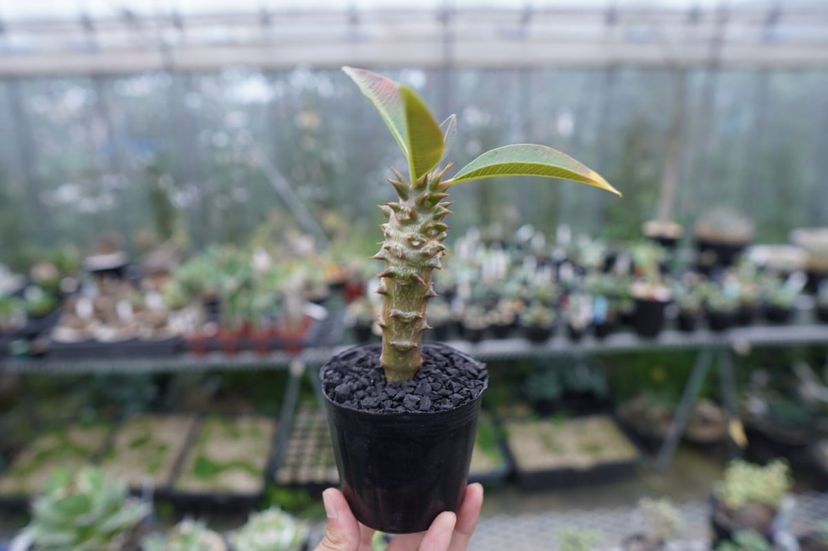 パキポディウム バロニー Pachypodium baronii fit=scale-down,w=1200