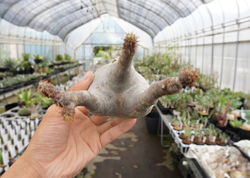 42.パキポディウム グラキリス