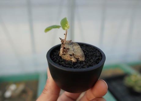 シンニンギア 上海の女王　Sinningia tubiflora
