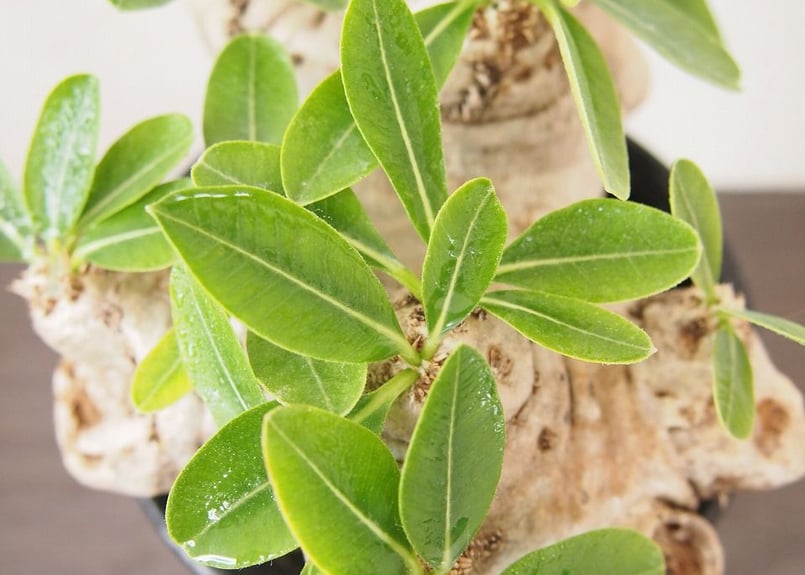 パキポディウム 恵比寿笑い Pachypodium brevicaule | mana's