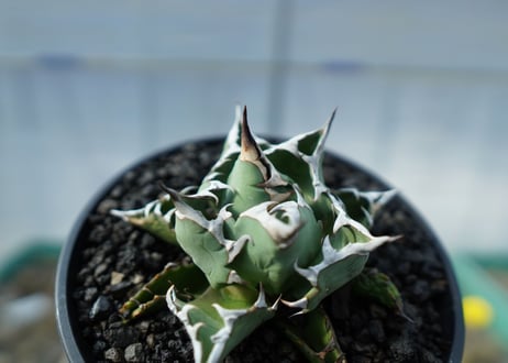 アガベ　チタノタ　FO-76　Agave titanota FO-76　No.1