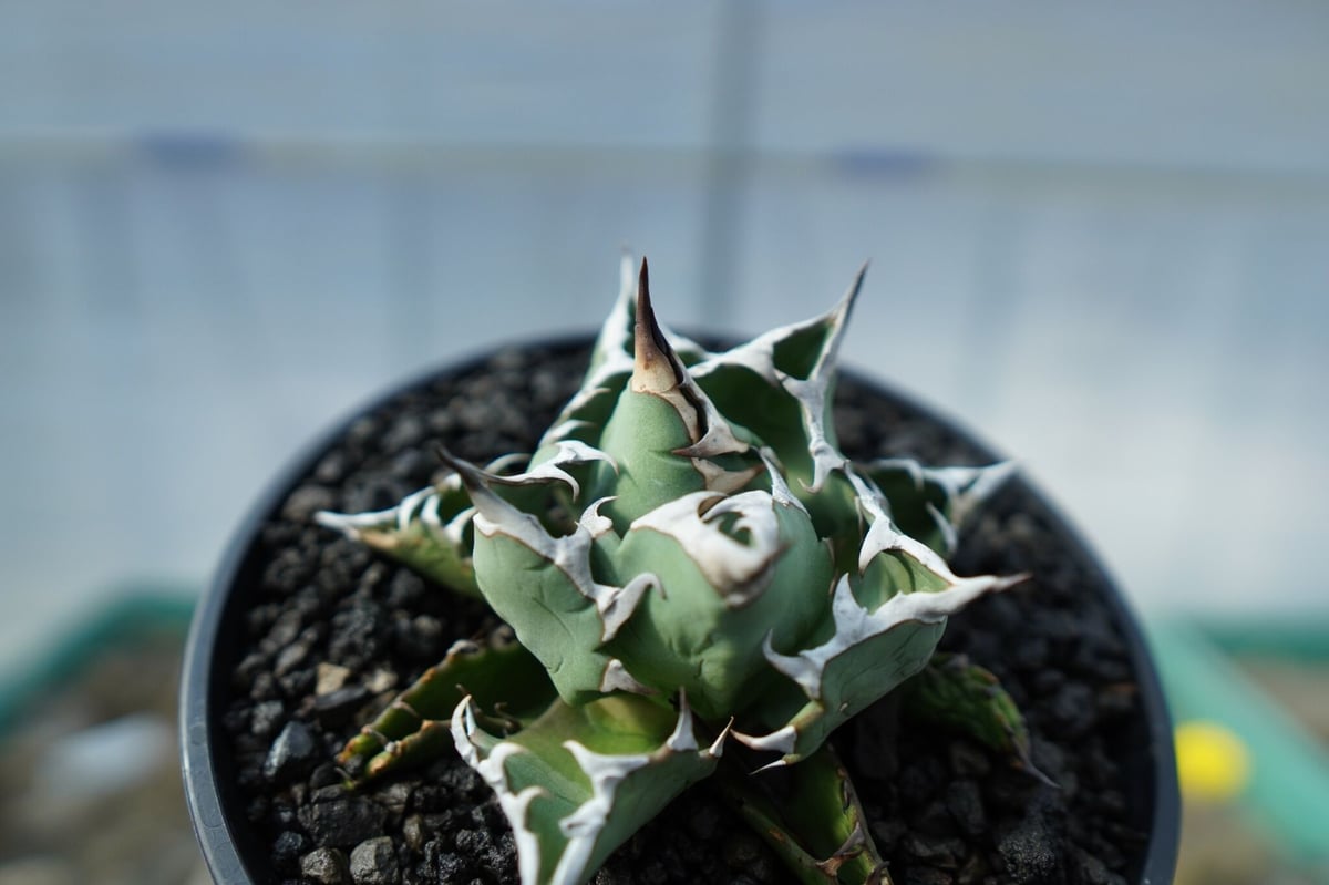 アガベ チタノタ FO-76 Agave titanota FO-76 No.1 | mana