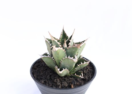 Agave titanota FO-76  compacta  no.９