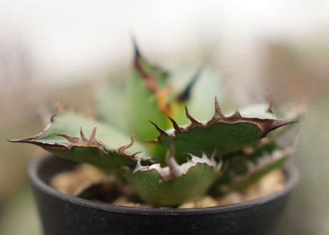 Agave titanota ” Black flame"