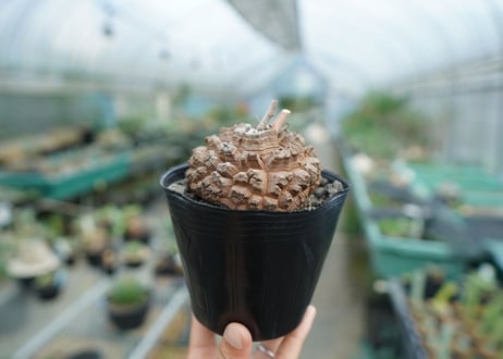 【長谷川園芸産】亀甲竜　Dioscorea elephantipes