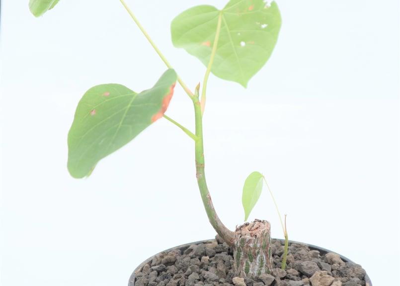 ボンバックス 国内実生苗 | mana's farm:塊根植物・アガベ・ドライ