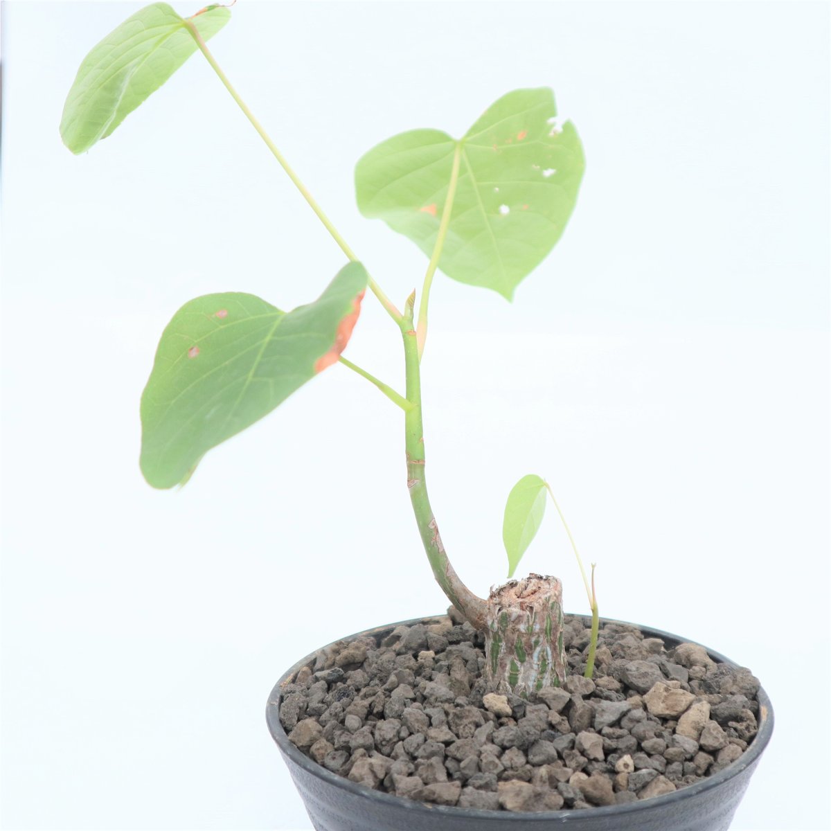 沖縄実生！超緑！最高！ボンバックス！ 沖縄実生！超緑！最高！ボン