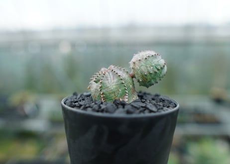 ユーフォルビア　オベサブロー　Euphorbia ObesaBlow  No.2