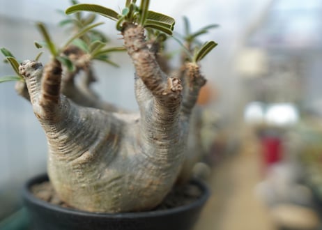 パキポディウム　グラキリス　 Pachypodium Gracilius　No.2