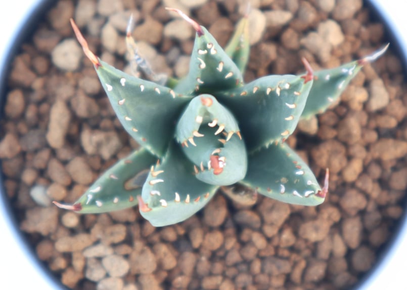 アガベ ユタエンシス ネバデンシス | mana's farm:塊根植物