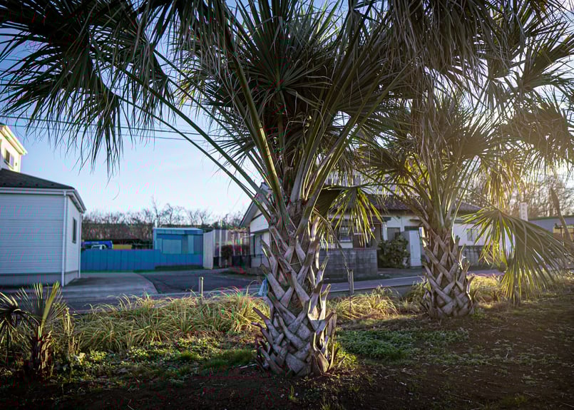 バミューダサバルヤシ　3株 サバル - Wikipedia