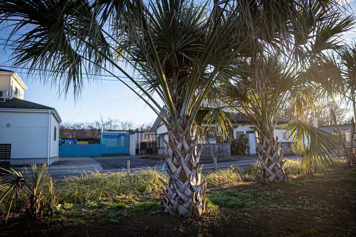 サバルヤシ Sabal No.3 | mana's farm:塊根植物・アガベ・ドライ