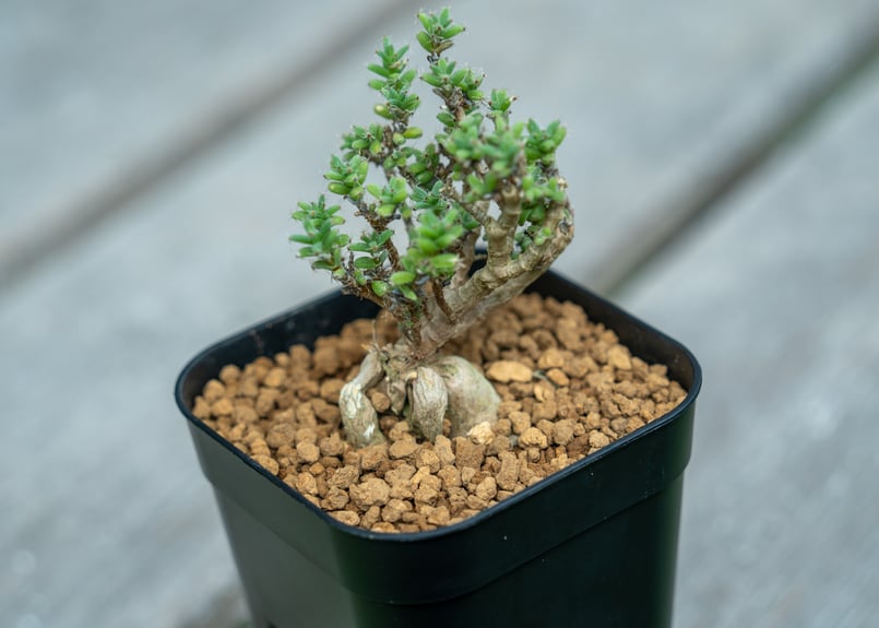 姫紅小松 | mana's farm:塊根植物・アガベ・ドライガーデン植物販売