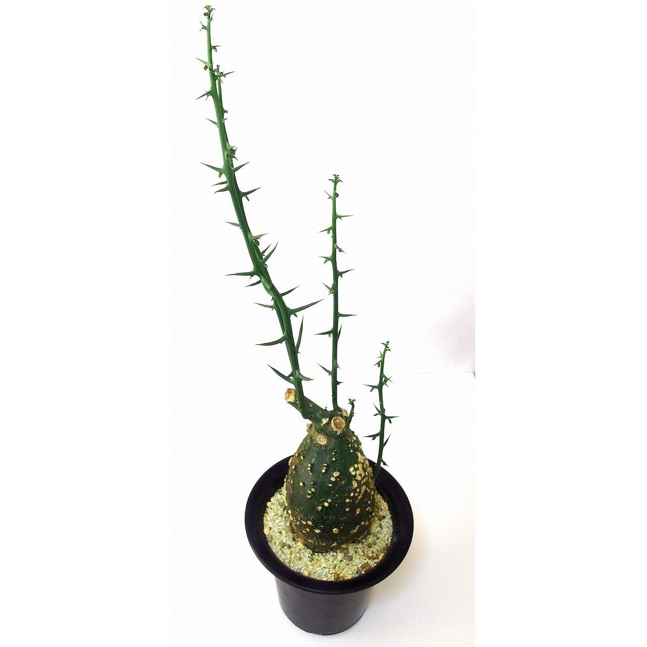 Adenia globosa アデニア・グロボーサ | mana's farm:塊根植物・アガ Adenia globosa アデニア・グロボーサ | mana's farm:塊根植物・アガ