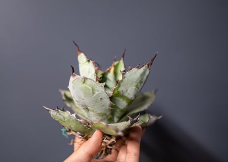 Agave titanota Agave B&B No.5