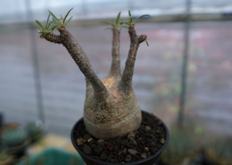 パキポディウム　グラキリス　Pachypodium  Gracilius No.4