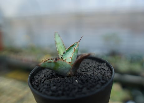 アガベ　チタノタ　 ブラックアンドブルー 　Agave titanota black and blue　No.4
