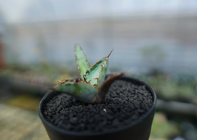 アガベ チタノタ ブラックアンドブルー Agave titanota black and