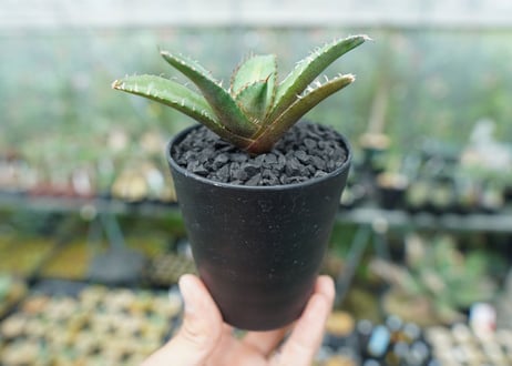 アガベ　チタノタ　FO-76　Agave titanota  FO-76　No.2