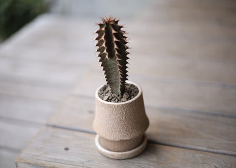 黒麒麟　Euphorbia canariensis