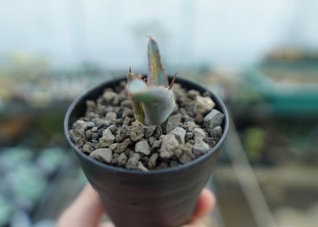 アガベ　チタノタ　 ブラックアンドブルー 　Agave titanota black and blue　No.1