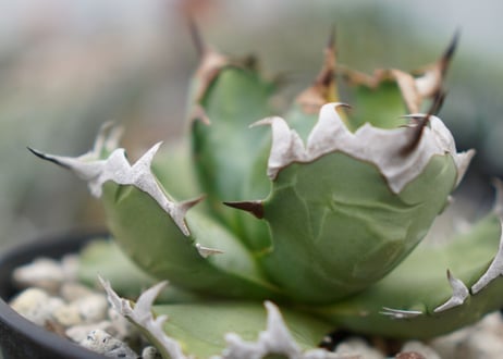 Agave titanota dwarf 姫厳龍 A NO.2