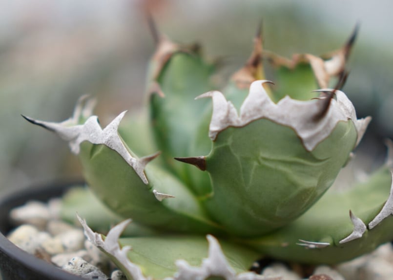 Agave titanota dwarf 姫厳龍 A NO.2 | mana's green: Agave titanota dwarf 姫厳龍 A NO.2 | mana's green: