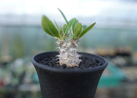 パキポディウム　ロスラツム　Pachypodium rosulatum