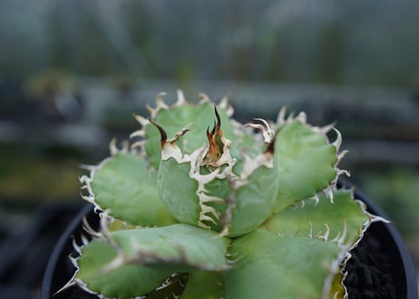 アガベ　チタノタ　フィリグリー　agave titanota filigree