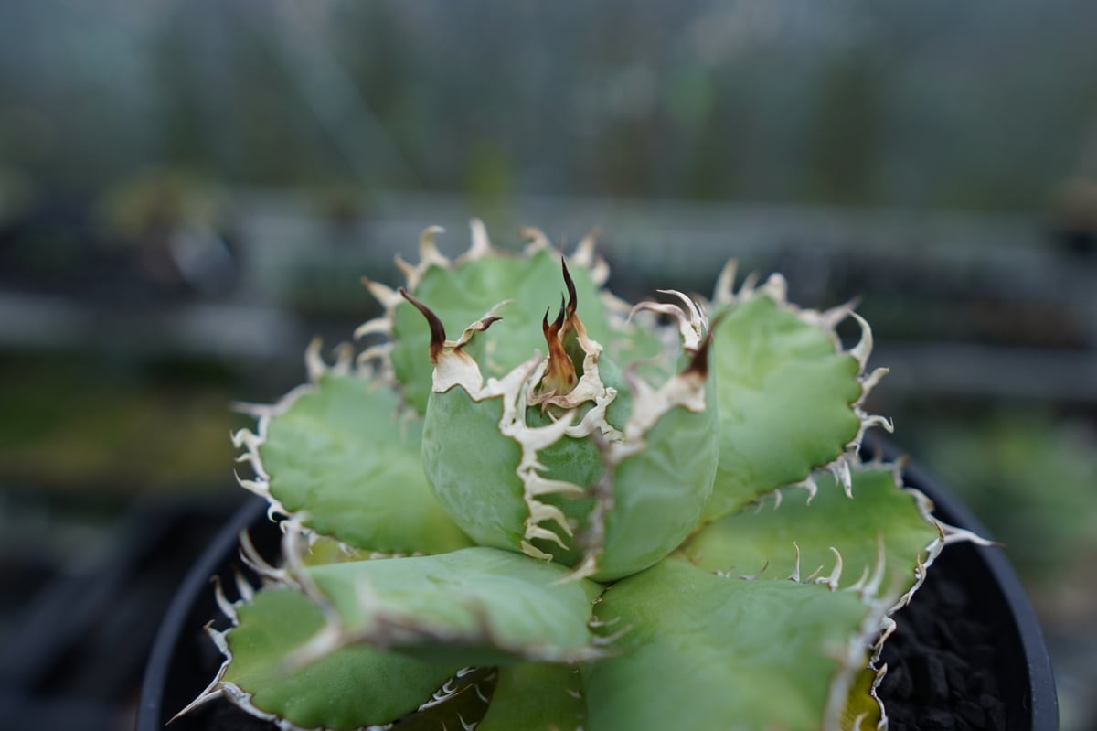 アガベ チタノタ フィリグリー agave titanota filigree | mana'