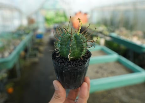 ユーフォルビア　スーパーバリダ　Euphorbia super valida  No.10