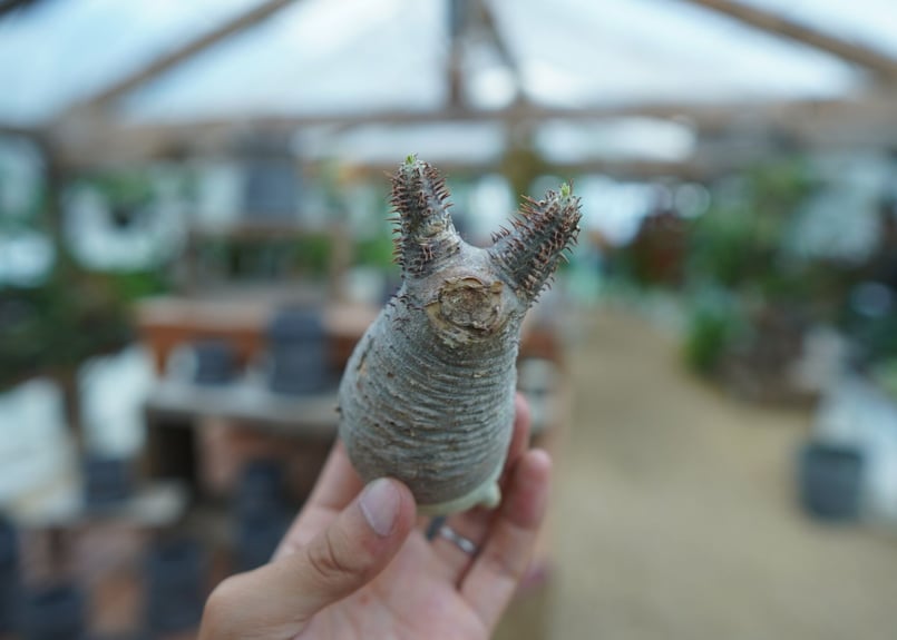 抜き苗】パキポディウム グラキリス Pachypodium Gracilius No.4
