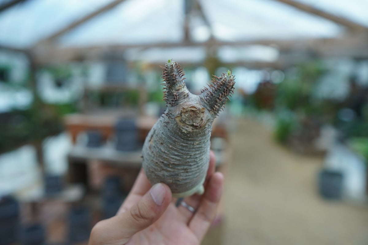 抜き苗】パキポディウム グラキリス Pachypodium Gracilius No.4