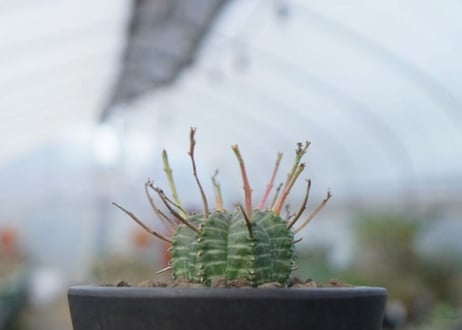 ユーフォルビア　バリダ　NO.1