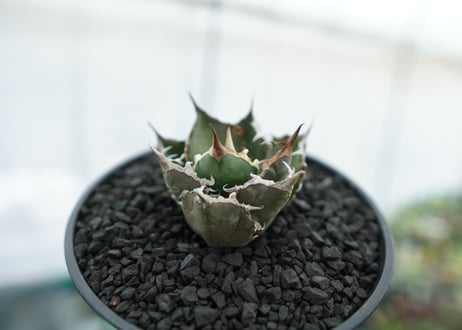 アガベ　チタノタ　FO-76　agave titanota  FO-76　No.12