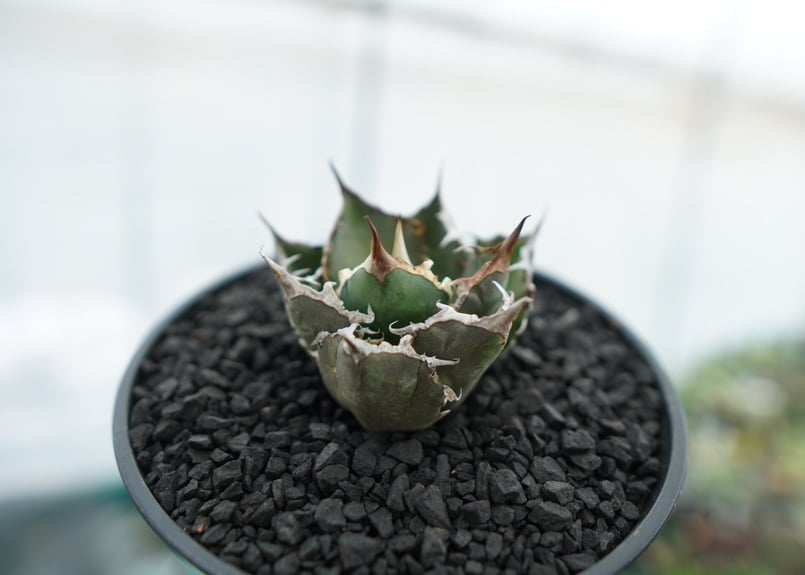 アガベ チタノタ FO-76 agave titanota FO-76 No.12 | ma