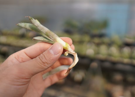 Agave titanota 'black and blue'　カキ子　No.1