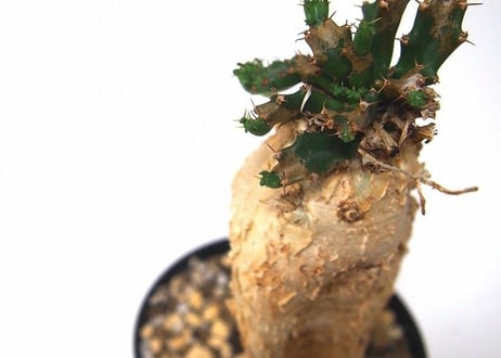 ユーフォルビア ステラータ 飛竜  Euphorbia stellata　№２