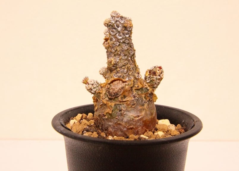 チレコドン ペアルソニー Tylecodon pearsonii | mana's green