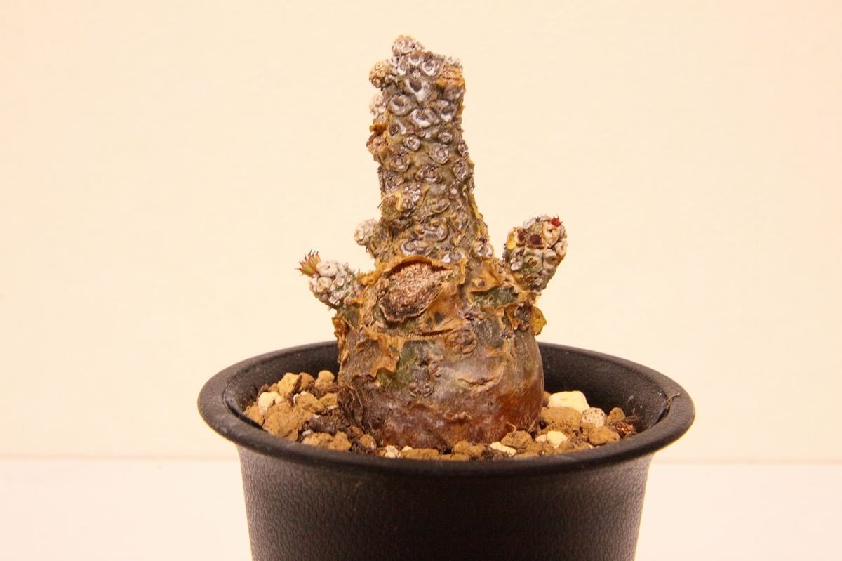 Tylecodon pearsonii seedlings チレコドンペアルソニー実生