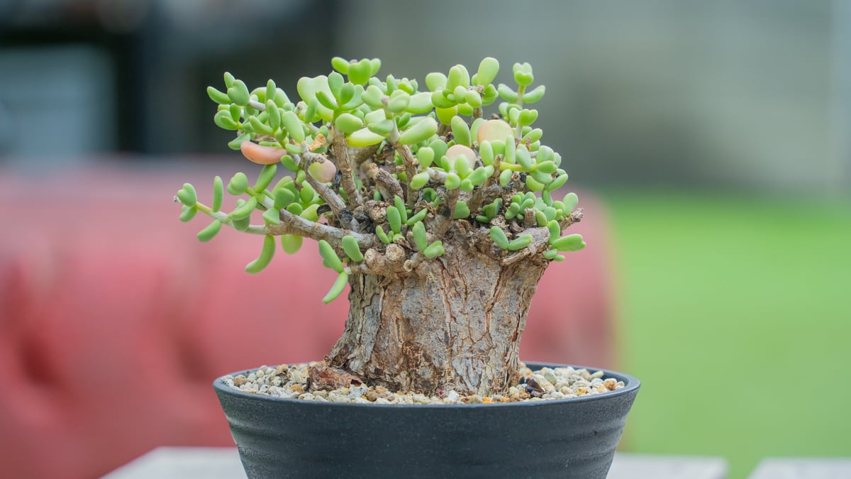 ケラリア ピグマエア | mana's farm:塊根植物・アガベ・ドライガーデン