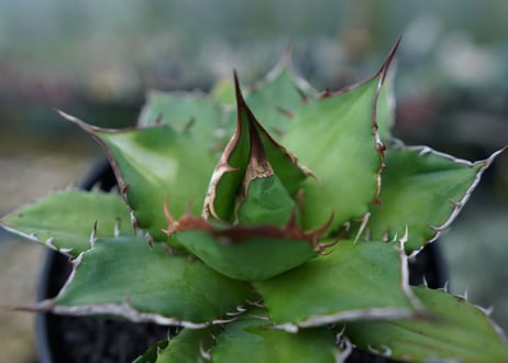アガベ　チタノタ　Agave titanota　No.1