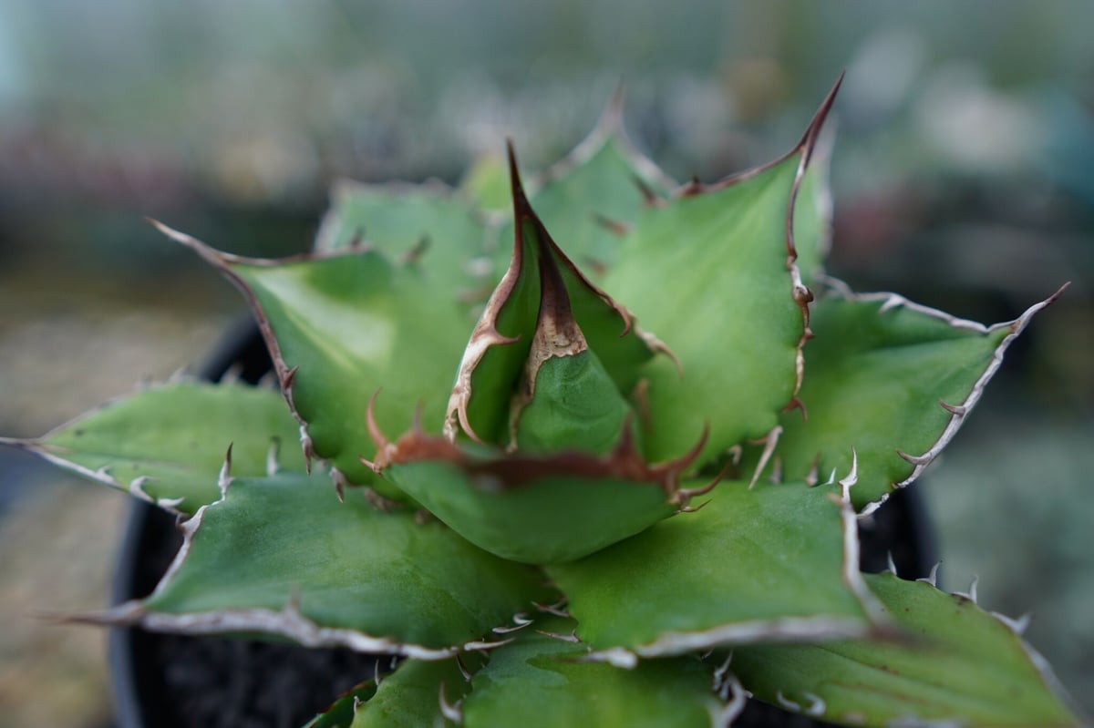 アガベ チタノタ Agave titanota No.1 | mana's farm:塊根植物