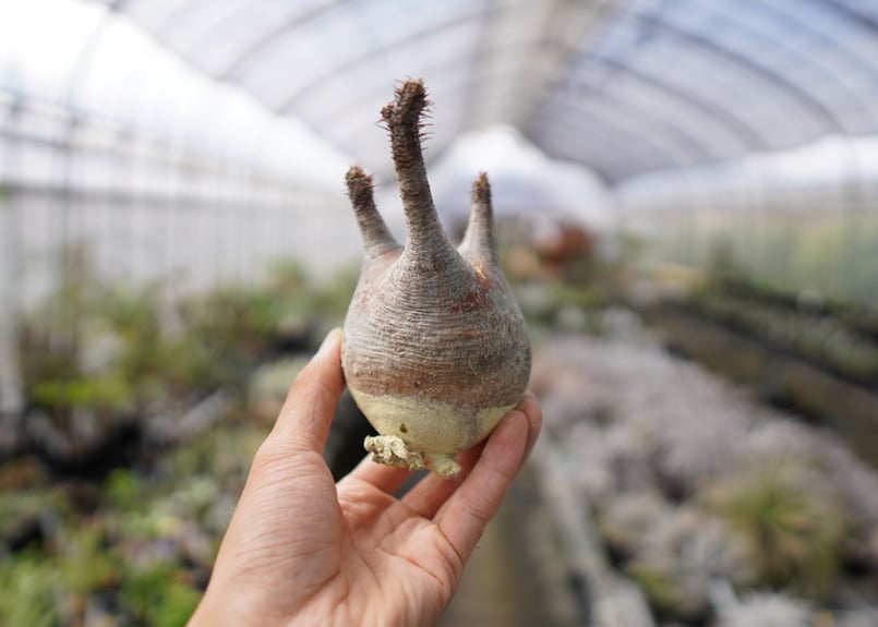 パキポディウム・グラキリス 抜き苗 〈11〉 | mana's farm:塊根植物