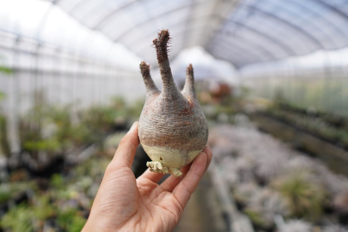 パキポディウム・グラキリス 抜き苗 〈11〉 | mana's farm:塊根植物