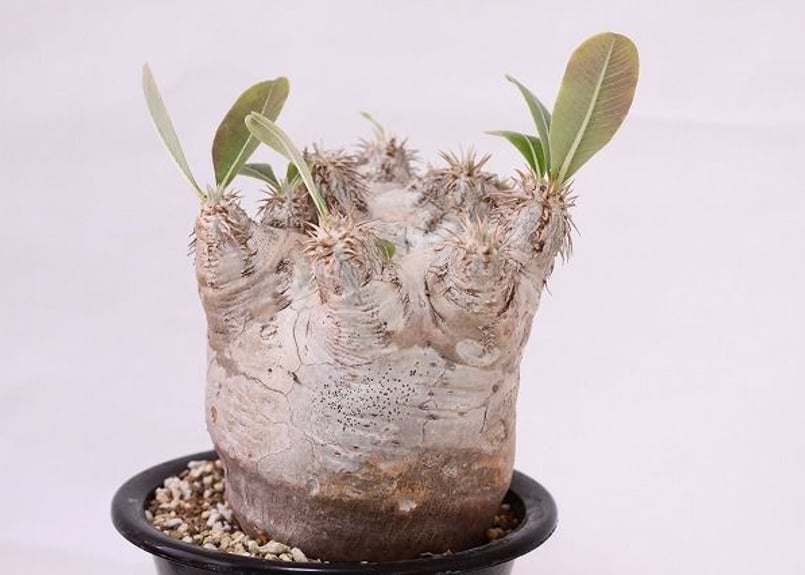パキポディウム エブレネウム Pachypodium eburneum ⑤ パキポディウム エブレネウム / Pachypodium eburneum no.507