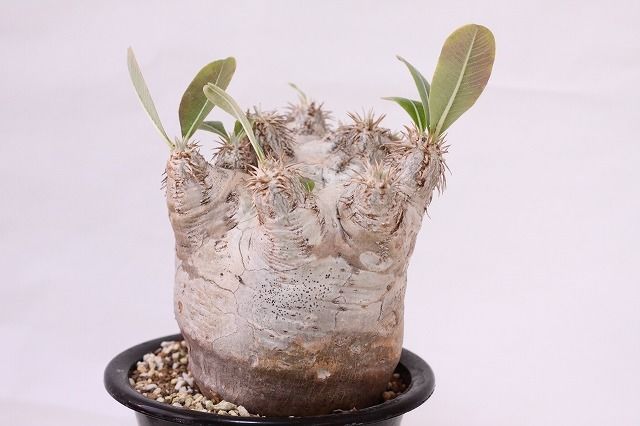 パキポディウム エブレネウム Pachypodium eburneum ② Pachypodium eburneum パキポディウム エブレネウム no.2 | man