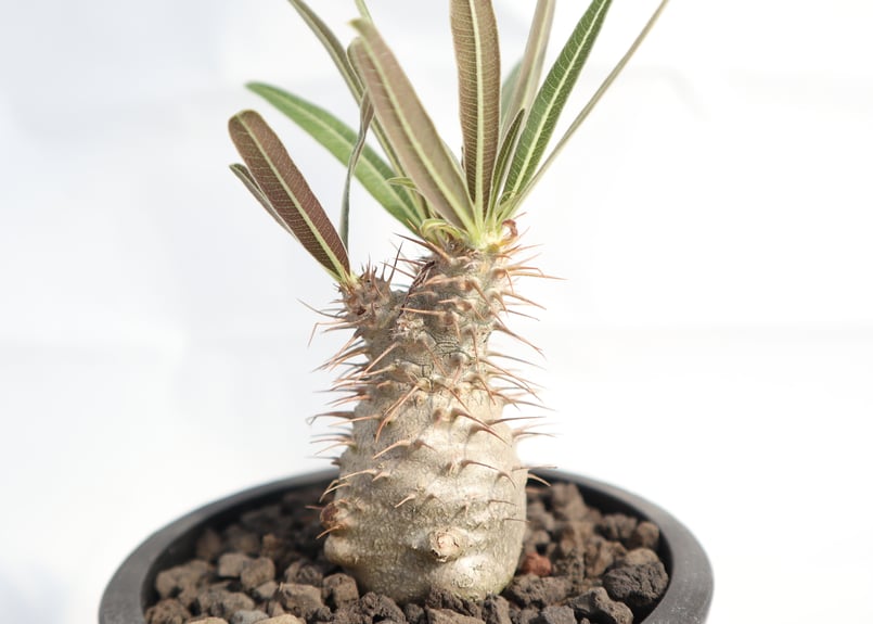 パキポディウム グラキリス 実生 №5 | mana's farm:塊根植物・アガベ